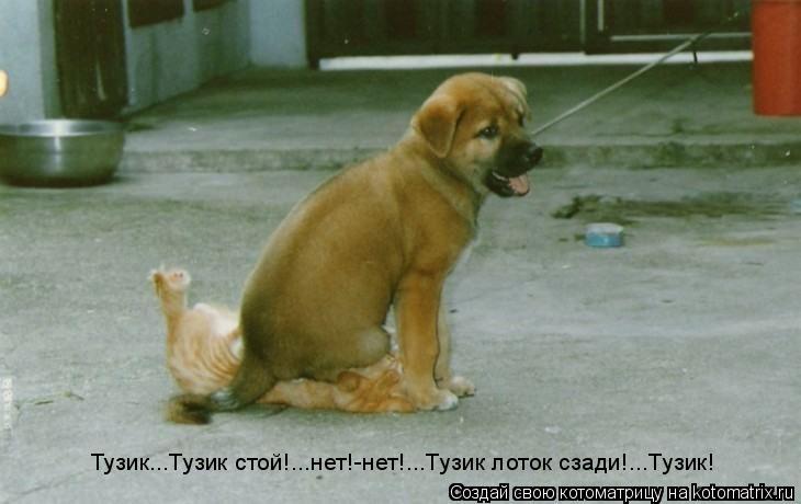 Тузик...Тузик стой!...нет!-нет!...Тузик лоток сзади!...Тузик!... Котоматрица: Тузик...Тузик стой!...нет!-нет!...Тузик лоток сзади!...Тузик!