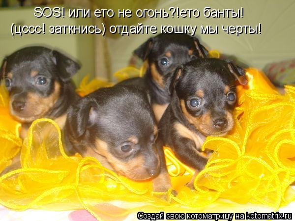 SOS! или ето не огонь?!ето банты! (цссс! заткнись) отдайте кошку мы черты!... Котоматрица: SOS! или ето не огонь?!ето банты! (цссс! заткнись) отдайте кошку мы черты!