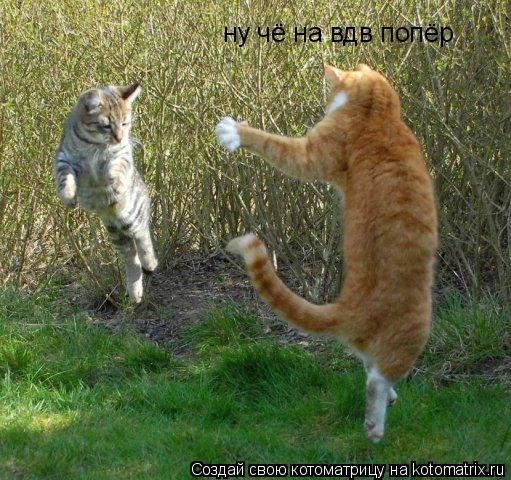 ну чё на вдв попёр... Котоматрица: ну чё на вдв попёр