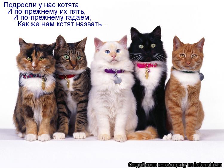 Подросли у нас котята, И по-прежнему их пять, И по-прежнему гадаем, Как же нам котят назвать...... Котоматрица: Подросли у нас котята, И по-прежнему их пять, И по-прежнему гадаем, Как же нам котят назвать...