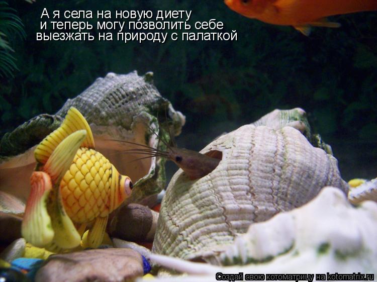 Котоматрица: А я села на новую диету и теперь могу позволить себе  выезжать на природу с палаткой