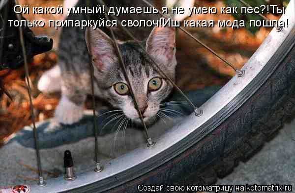 Ой какой умный! думаешь я не умею как пес?!Ты только припаркуйся сволоч!Иш какая мода пошла!... Котоматрица: Ой какой умный! думаешь я не умею как пес?!Ты только припаркуйся сволоч!Иш какая мода пошла!