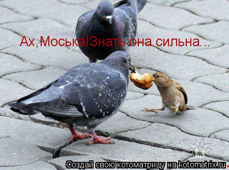 Котоматрица: Ах,Моська!Знать она сильна...