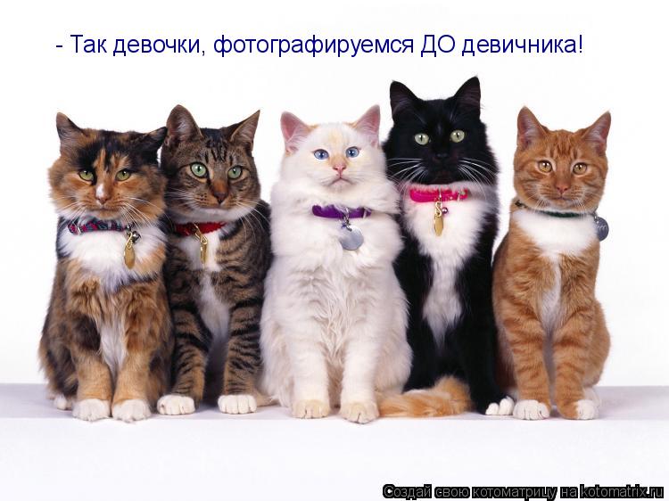 Котоматрица: - Так девочки, фотографируемся ДО девичника!