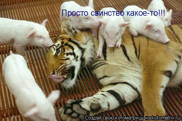 Котоматрица: Просто свинство какое-то!!!