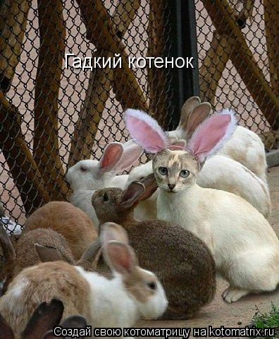 Котоматрица: Гадкий котенок