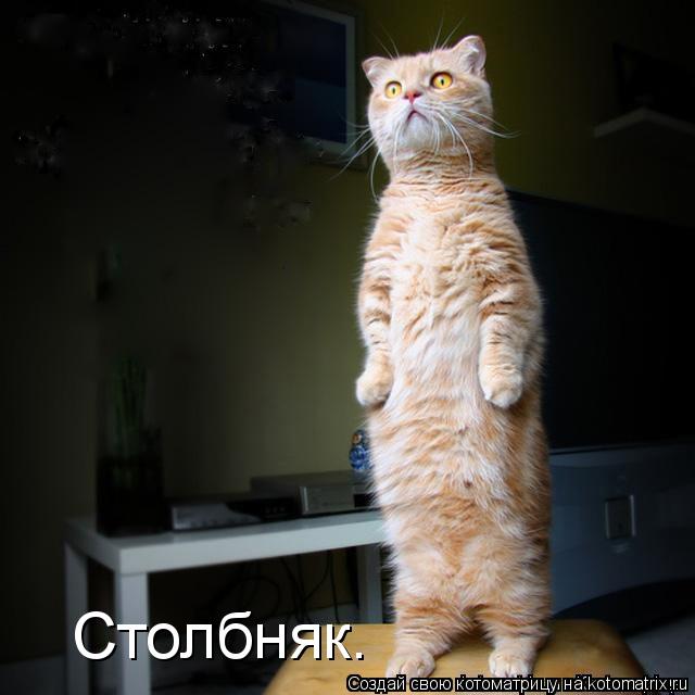 Котоматрица: Cтолбняк.