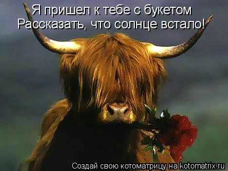 Котоматрица: Я пришел к тебе с букетом Рассказать, что солнце встало!