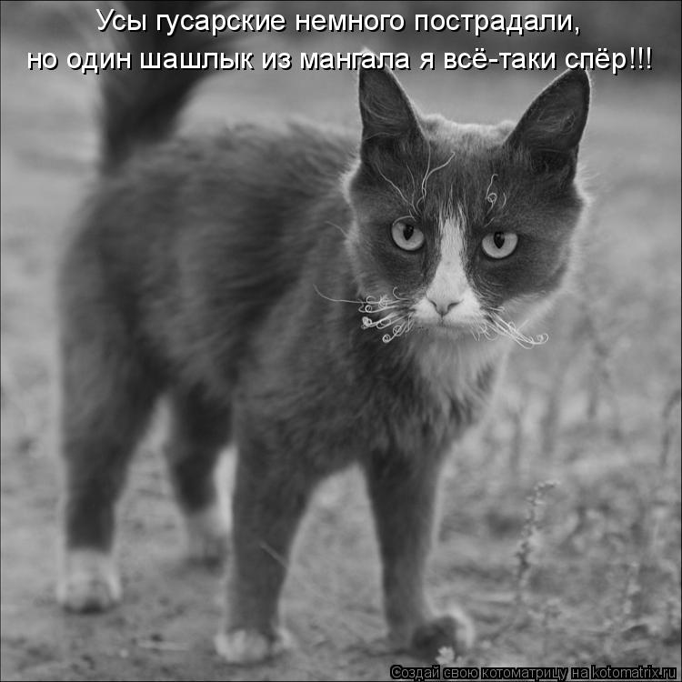 Усы гусарские немного пострадали, но один шашлык из мангала я всё-таки спёр!!!... Котоматрица: Усы гусарские немного пострадали, но один шашлык из мангала я всё-таки спёр!!!