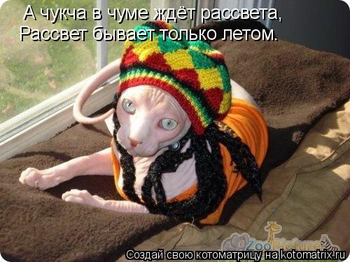 А чукча в чуме ждёт рассвета, Рассвет бывает только летом.... Котоматрица: А чукча в чуме ждёт рассвета, Рассвет бывает только летом.