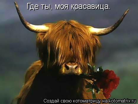 Где ты, моя красавица.... Котоматрица: Где ты, моя красавица.