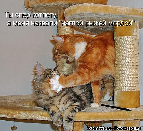 Котоматрица: Ты спёр котлету,  а меня назвали "наглой рыжей мордой".