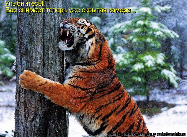 Котоматрица: Улыбнитесь! Вас снимает теперь уже скрытая камера...
