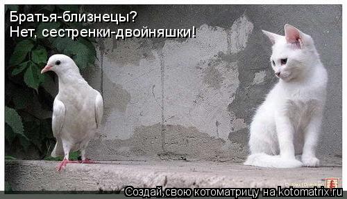 Котоматрица: Братья-близнецы? Нет, сестренки-двойняшки!