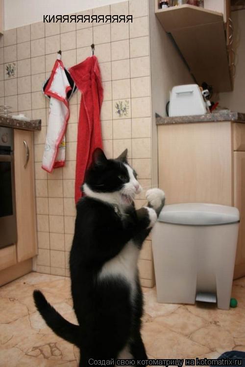 Котоматрица: кияяяяяяяяяяя