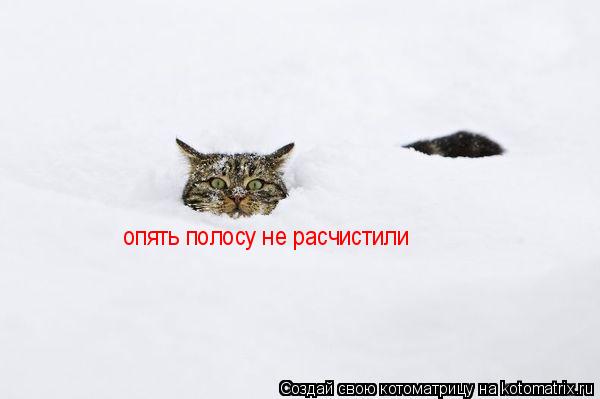 Котоматрица: опять полосу не расчистили