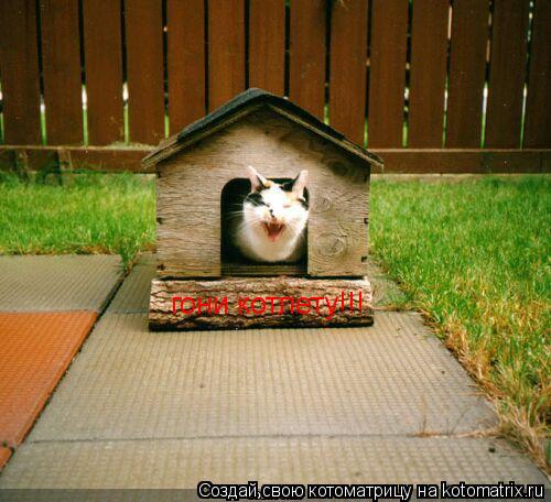 Котоматрица: гони котлету!!!