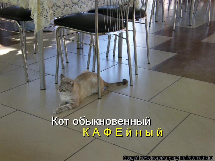 Кот обыкновенный К А Ф Е й н ы й... Котоматрица: Кот обыкновенный К А Ф Е й н ы й