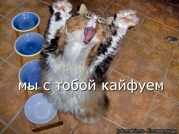 Котоматрица: мы с тобой кайфуем