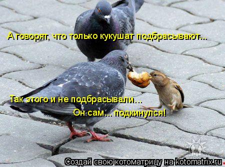 Котоматрица: А говорят, что только кукушат подбрасывают... Так этого и не подбрасывали... Он сам... подкинулся!