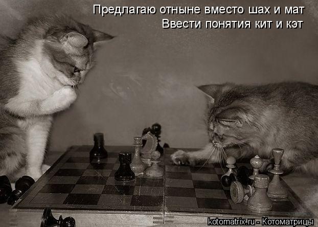 Котоматрица: Предлагаю отныне вместо шах и мат  Ввести понятия кит и кэт