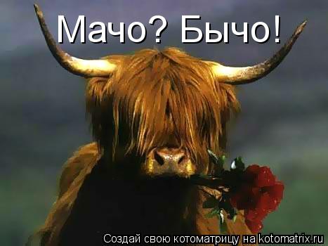 Котоматрица: Мачо? Бычо!