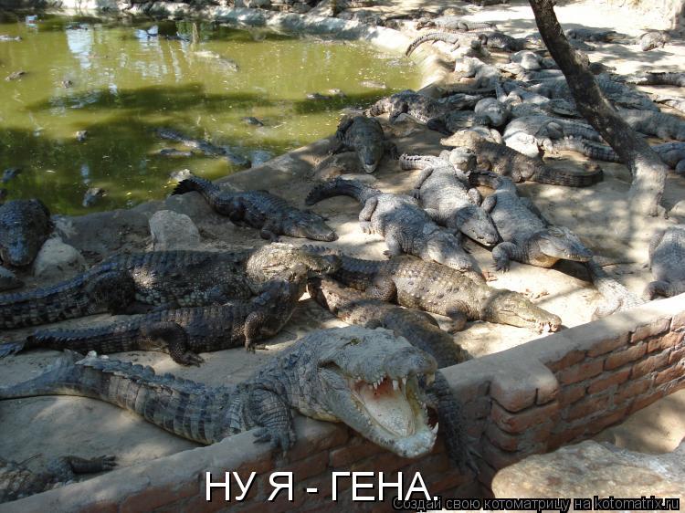 Котоматрица: НУ Я - ГЕНА.