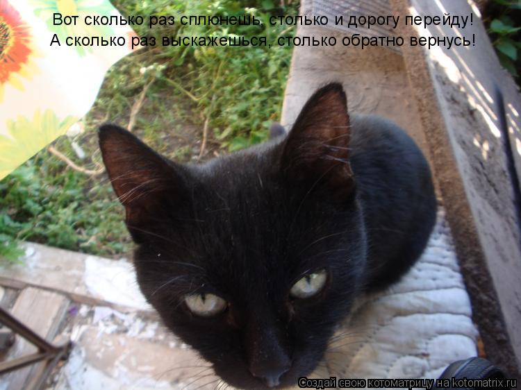 Котоматрица: Вот сколько раз сплюнешь, столько и дорогу перейду! А сколько раз выскажешься, столько обратно вернусь!