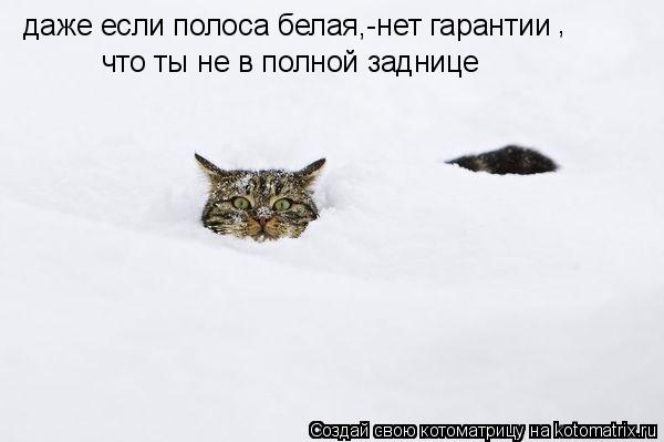 Котоматрица: даже если полоса белая,-нет гарантии что ты не в полной заднице ,