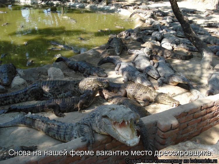 Котоматрица: - Снова на нашей ферме вакантно место дрессировщика.