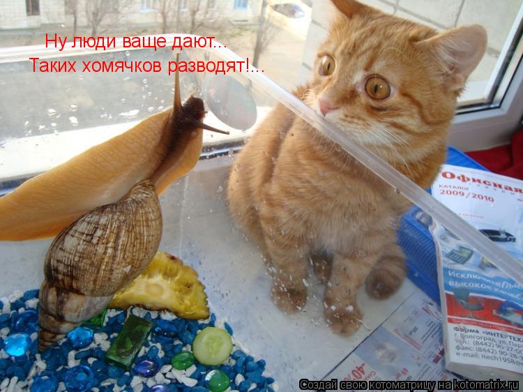 Котоматрица: Ну люди ваще дают... Таких хомячков разводят!...