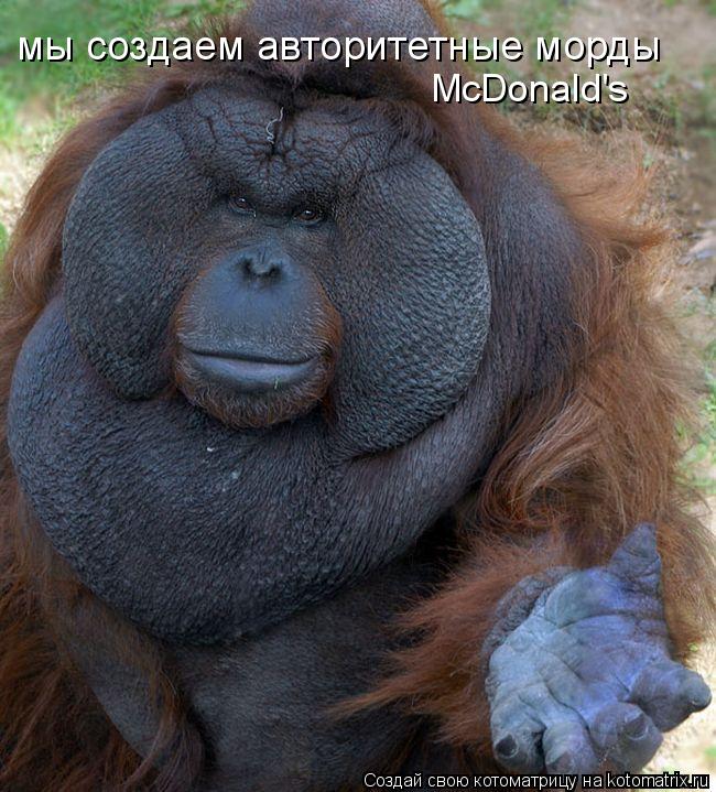 Котоматрица: мы создаем авторитетные морды McDonald's