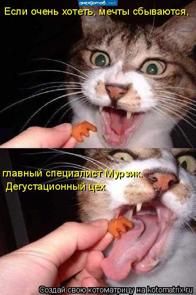 Котоматрица: Дегустационный цех Если очень хотеть, мечты сбываются,  главный специалист Мурзик.