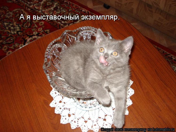 Котоматрица: А я выставочный экземпляр.