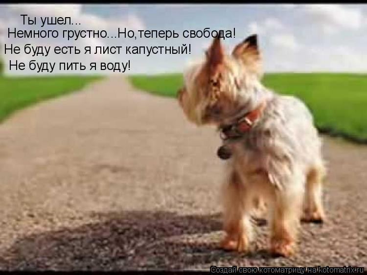 Котоматрица: Ты ушел... Немного грустно...Но,теперь свобода! Не буду есть я лист капустный! Не буду пить я воду!