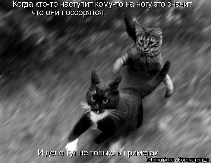 Котоматрица: Когда кто-то наступит кому-то на ногу,это значит, что они поссорятся. И дело тут не только в приметах.