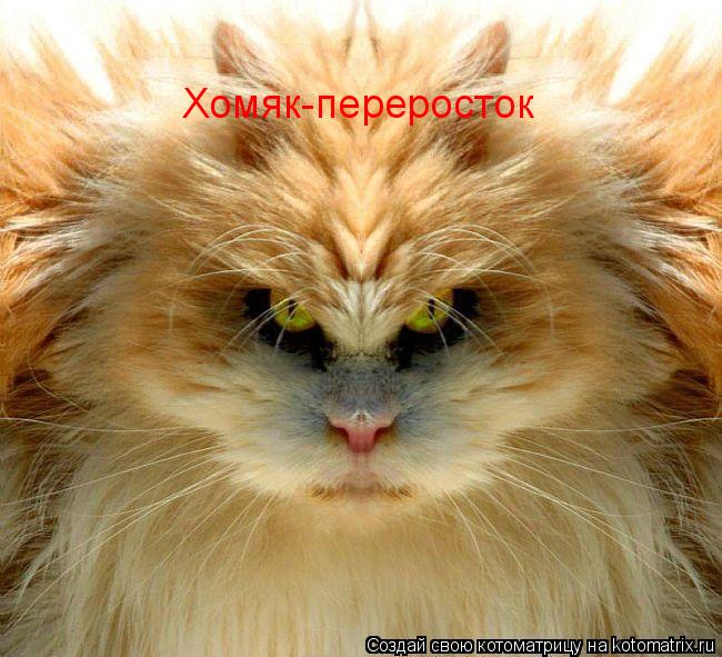 Хомяк-переросток... Котоматрица: Хомяк-переросток