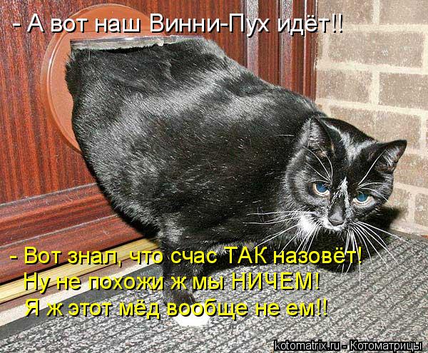 - А вот наш Винни-Пух идёт!! - Вот знал, что счас ТАК назовёт! Ну не похожи ж мы НИЧЕМ! Я ж этот мёд ... Котоматрица: - А вот наш Винни-Пух идёт!! - Вот знал, что счас ТАК назовёт! Ну не похожи ж мы НИЧЕМ! Я ж этот мёд вообще не ем!!