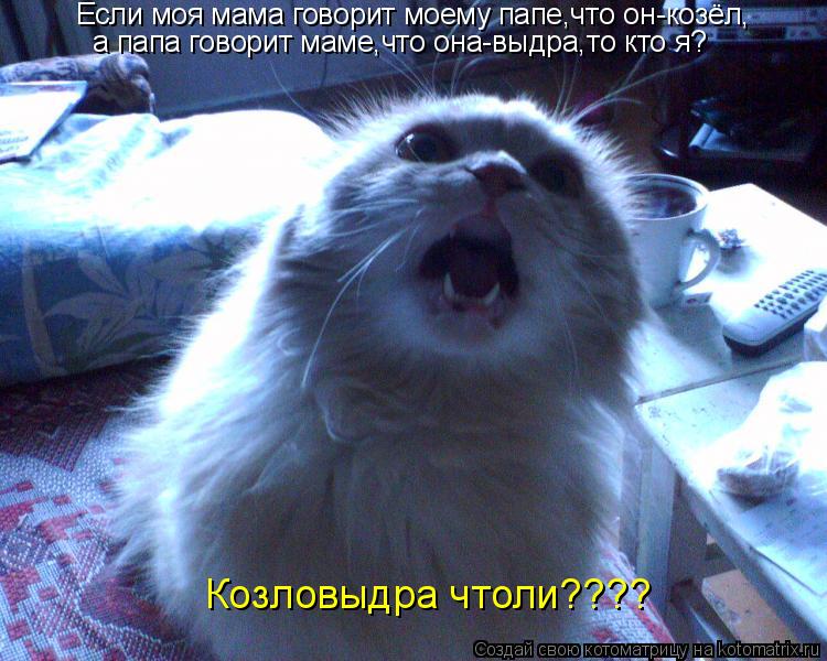 Если моя мама говорит моему папе,что он-козёл, а папа говорит маме,что она-выдра,то кто я? Козловыдра... Котоматрица: Если моя мама говорит моему папе,что он-козёл, а папа говорит маме,что она-выдра,то кто я? Козловыдра чтоли????