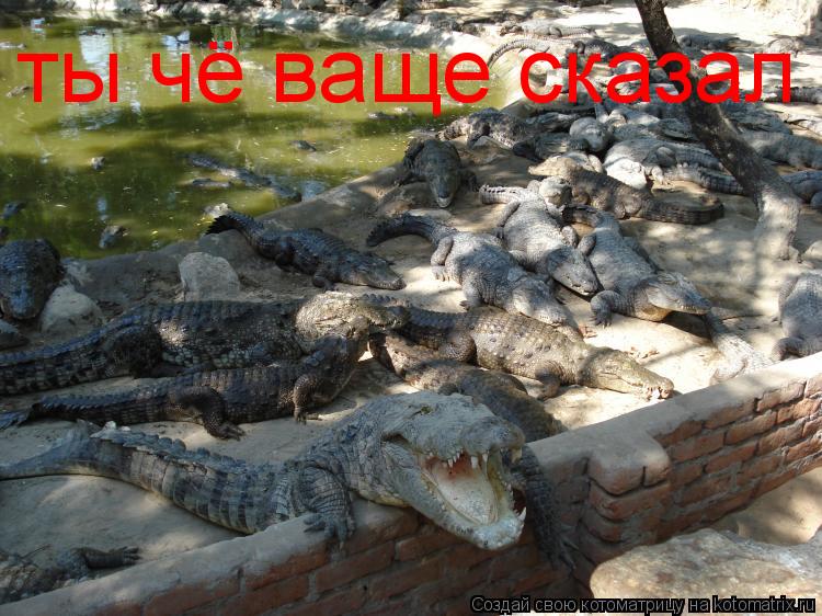 ты чё ваще сказал... Котоматрица: ты чё ваще сказал