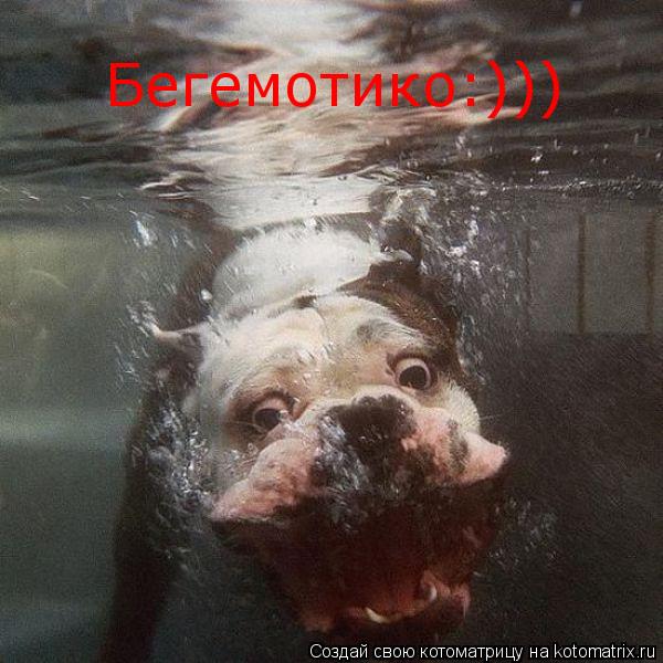 Бегемотико:)))... Котоматрица: Бегемотико:)))