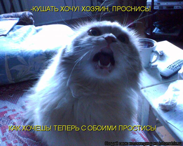 -КУШАТЬ ХОЧУ! ХОЗЯИН, ПРОСНИСЬ! КАК ХОЧЕШЬ! ТЕПЕРЬ С ОБОИМИ ПРОСТИСЬ!... Котоматрица: -КУШАТЬ ХОЧУ! ХОЗЯИН, ПРОСНИСЬ! КАК ХОЧЕШЬ! ТЕПЕРЬ С ОБОИМИ ПРОСТИСЬ!