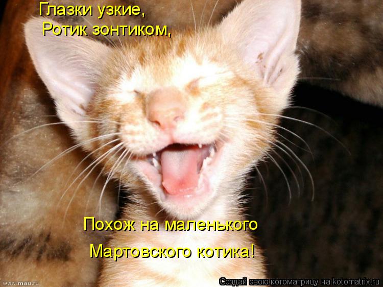 Глазки узкие, Ротик зонтиком, Похож на маленького Мартовского котика!... Котоматрица: Глазки узкие, Ротик зонтиком, Похож на маленького Мартовского котика!