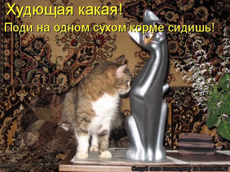 Котоматрица: Худющая какая! Поди на одном сухом корме сидишь!