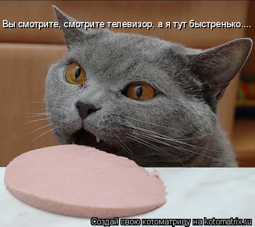 Котоматрица: Вы смотрите, смотрите телевизор, а я тут быстренько....