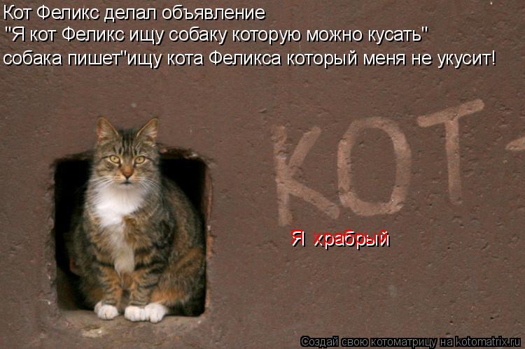 Кот Феликс делал объявление "Я кот Феликс ищу собаку которую можно кусать" собака пишет"ищу кота Фели... Котоматрица: Кот Феликс делал объявление "Я кот Феликс ищу собаку которую можно кусать" собака пишет"ищу кота Феликса который меня не укусит! Я храбрый Я
