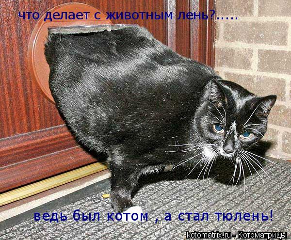 что делает с животным лень?..... ведь был котом , а стал тюлень!... Котоматрица: что делает с животным лень?..... ведь был котом , а стал тюлень!