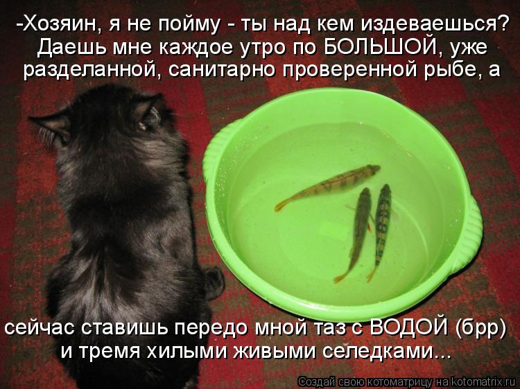 Котоматрица: -Хозяин, я не пойму - ты над кем издеваешься? Даешь мне каждое утро по БОЛЬШОЙ, уже  разделанной, санитарно проверенной рыбе, а  сейчас ставишь