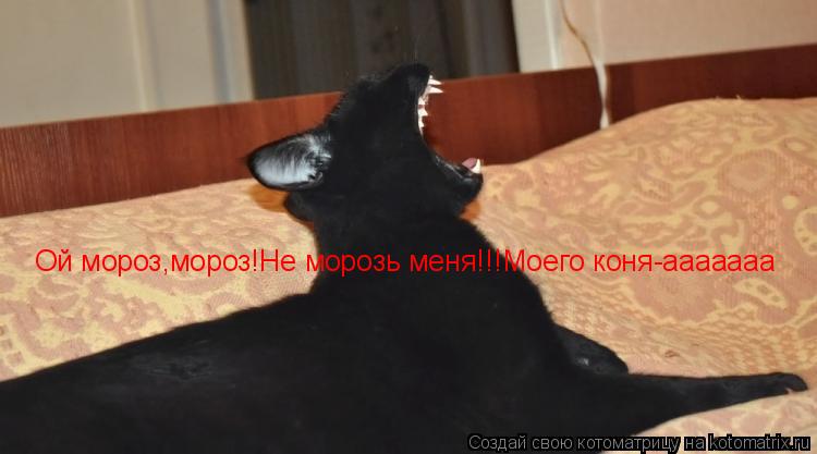 Котоматрица: Ой мороз,мороз!Не морозь меня!!!Моего коня-ааааааа