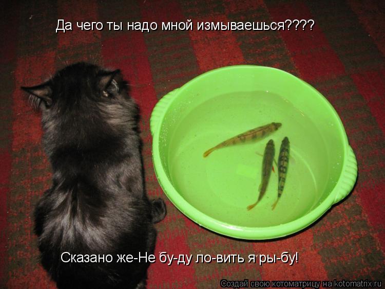 Да чего ты надо мной измываешься???? Сказано же-Не бу-ду ло-вить я ры-бу!... Котоматрица: Да чего ты надо мной измываешься???? Сказано же-Не бу-ду ло-вить я ры-бу!